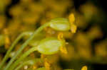 Wild parsnip